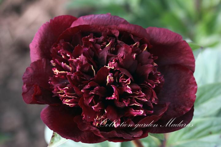 Paeonia `Chocolate Soldier` SOLD OUT