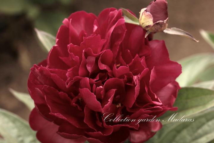 Paeonia `Dark Chocolate` SOLD OUT