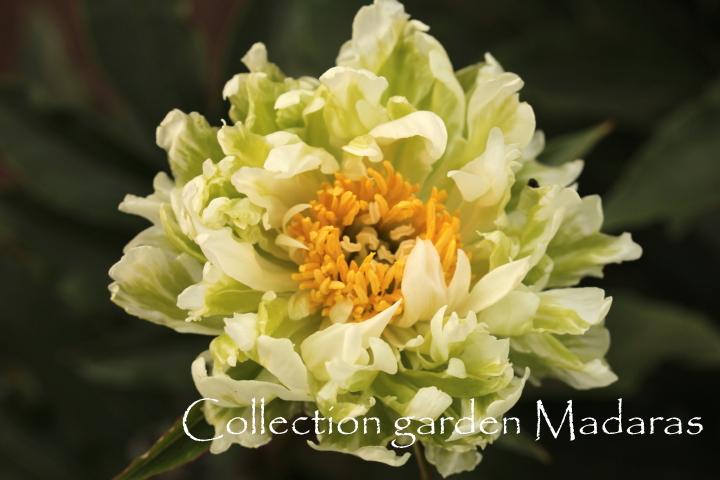Paeonia `Green Halo` SOLD OUT