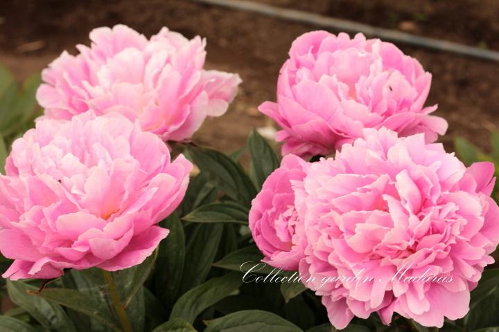 Paeonia `Grimgerde` SOLD OUT