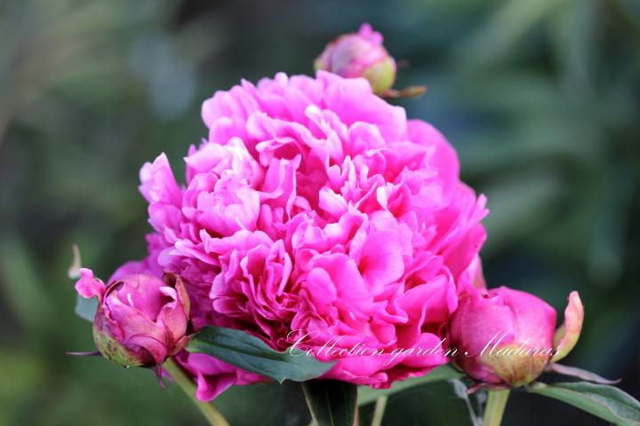 Paeonia `Gromas` SOLD OUT