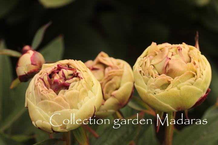 Paeonia `Grüne Knospe` SOLD OUT