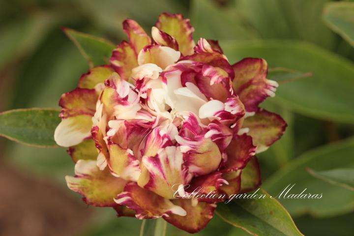 Paeonia `Moon Fritters` SPRING