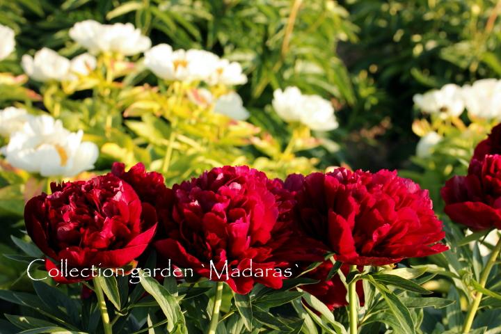 Paeonia `Red Satin` SOLD OUT