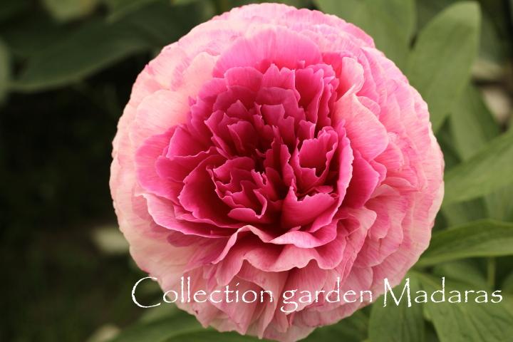 Paeonia `Rose Heart` SOLD OUT