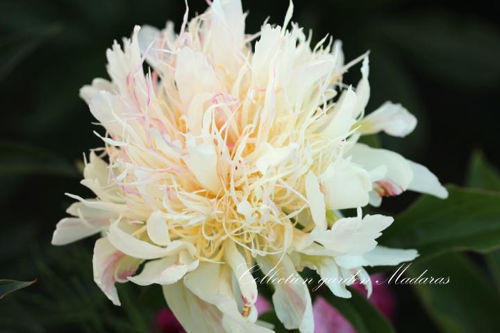 Paeonia `Salna` SOLD OUT