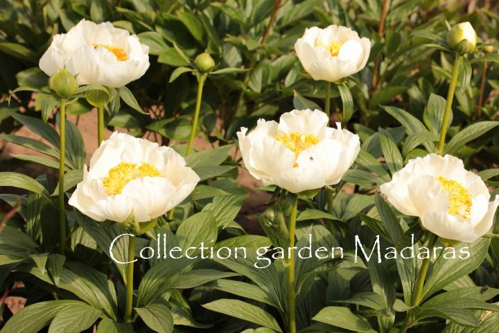Paeonia  `Schwertleite` SOLD OUT