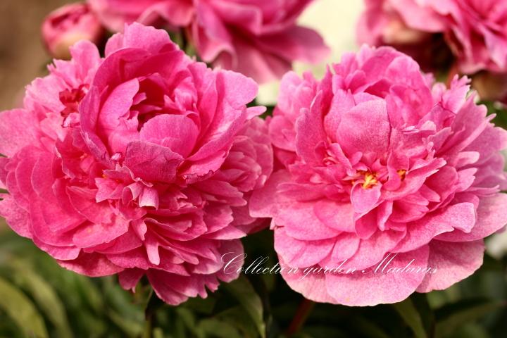 Paeonia `The Fawn`