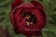 Paeonia `Buckeye Belle` PAVASARIS-buckeye-belle-1_7430407279-thumb