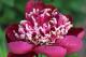 Paeonia `Don Richardson`PAVASARIS-don-richardson-5_3105077711-thumb