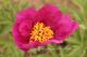 Paeonia `Easy Going` SOLD OUT-easy-going-2-thumb