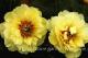 Paeonia`Garden Treasure` SPRING-garden-treasure-122-thumb