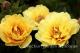 Paeonia`Garden Treasure` SPRING-garden-treasure-62-thumb