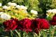 Paeonia `Red Satin` SOLD OUT-red-satin-6_8128940380-thumb