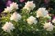 Paeonia `Salna` SOLD OUT-salna-7-thumb