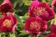 Paeonia `Wine Angel` SOLD OUT-wine-angel-31-thumb