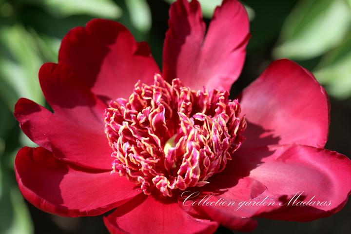 Paeonia `Trafford W. Bigger` SOLD OUT